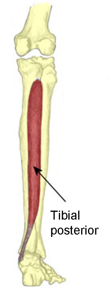 tibial-posterior